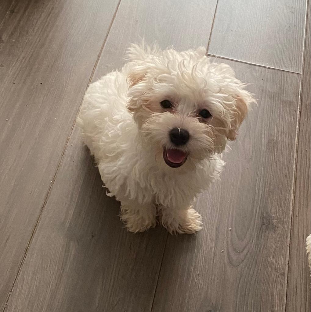 Maltipoo puppy, Parvo, Overige rassen, 8 tot 15 weken, Meerdere