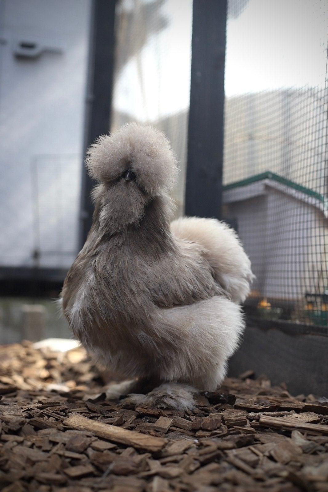 🥚 USA zijdehoen broedeieren - verschillende tomen 🥚, Dieren en Toebehoren, Pluimvee, Geslacht onbekend, Kip