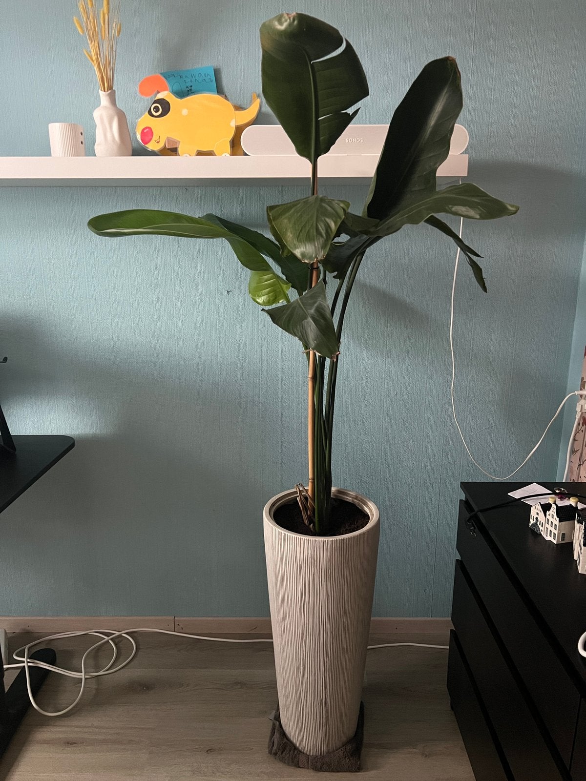 Strelitzia met hoge pot., Huis en Inrichting, Kamerplanten, Bloeiende kamerplant, Ophalen, Halfschaduw, 150 tot 200 cm