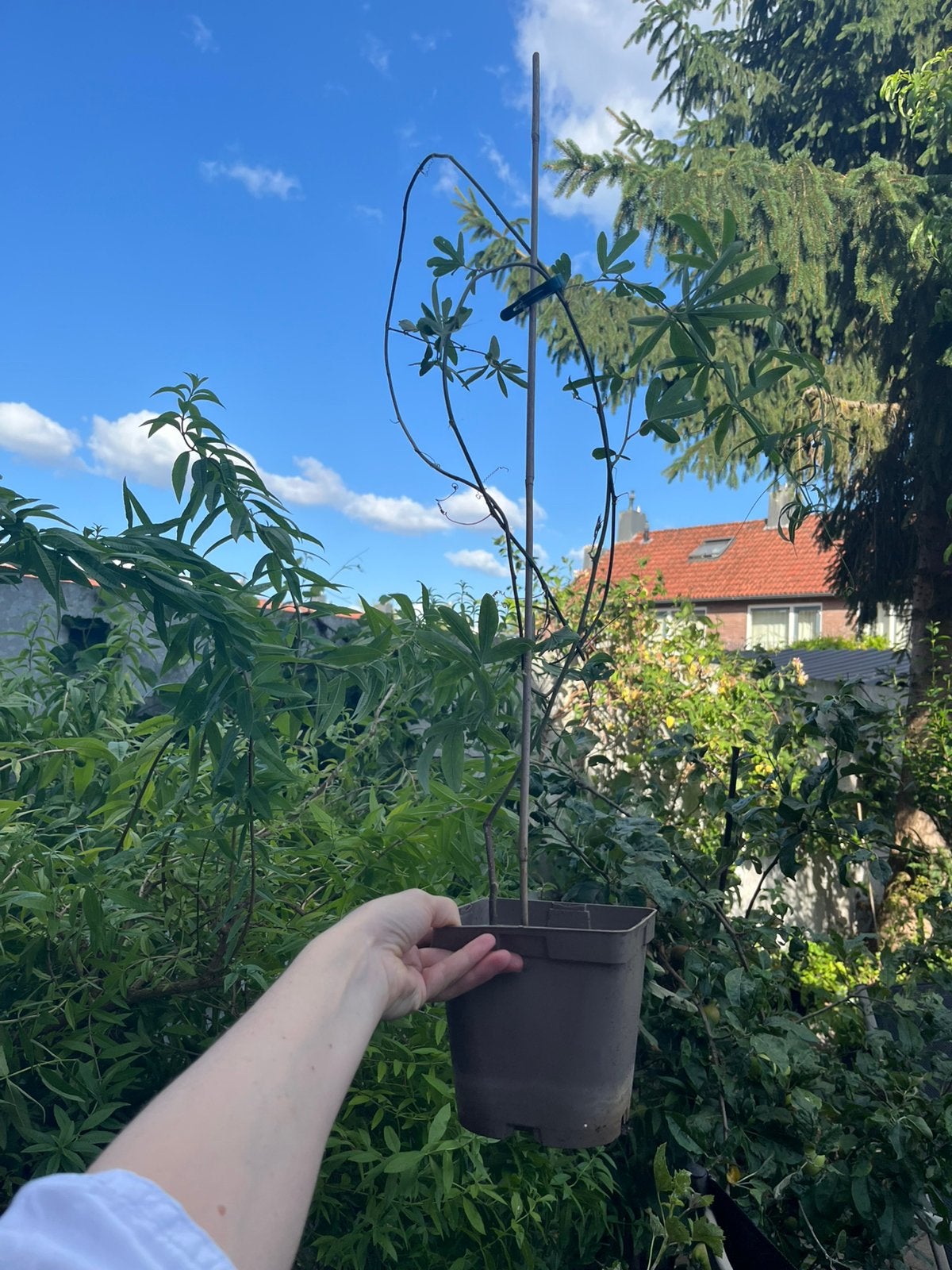 Passion Flower (Passiflora Caerulea) — Winterhard Klimplant, Tuin en Terras, Volle zon, Minder dan 100 cm, Zomer, Overige soorten