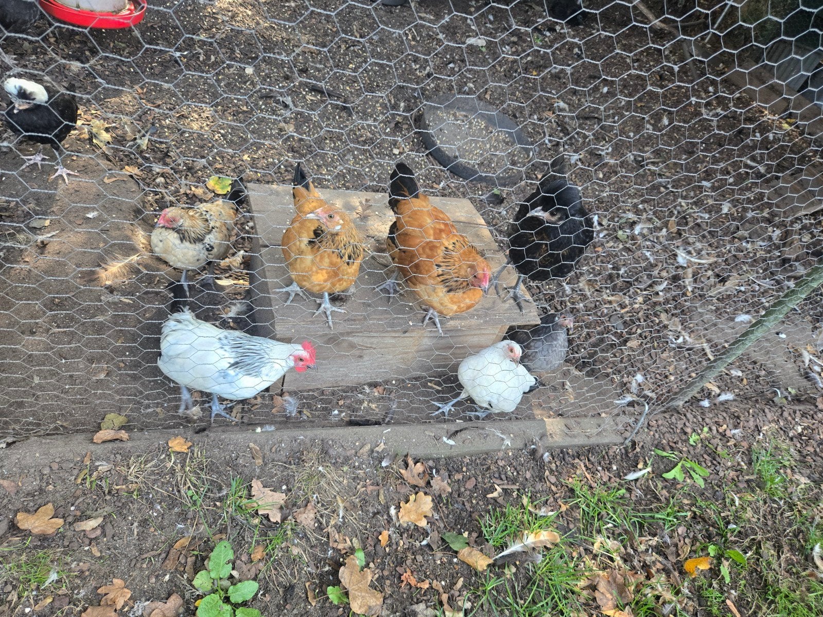 Hollandse kriel kipjes, Dieren en Toebehoren, Meerdere dieren, Kip