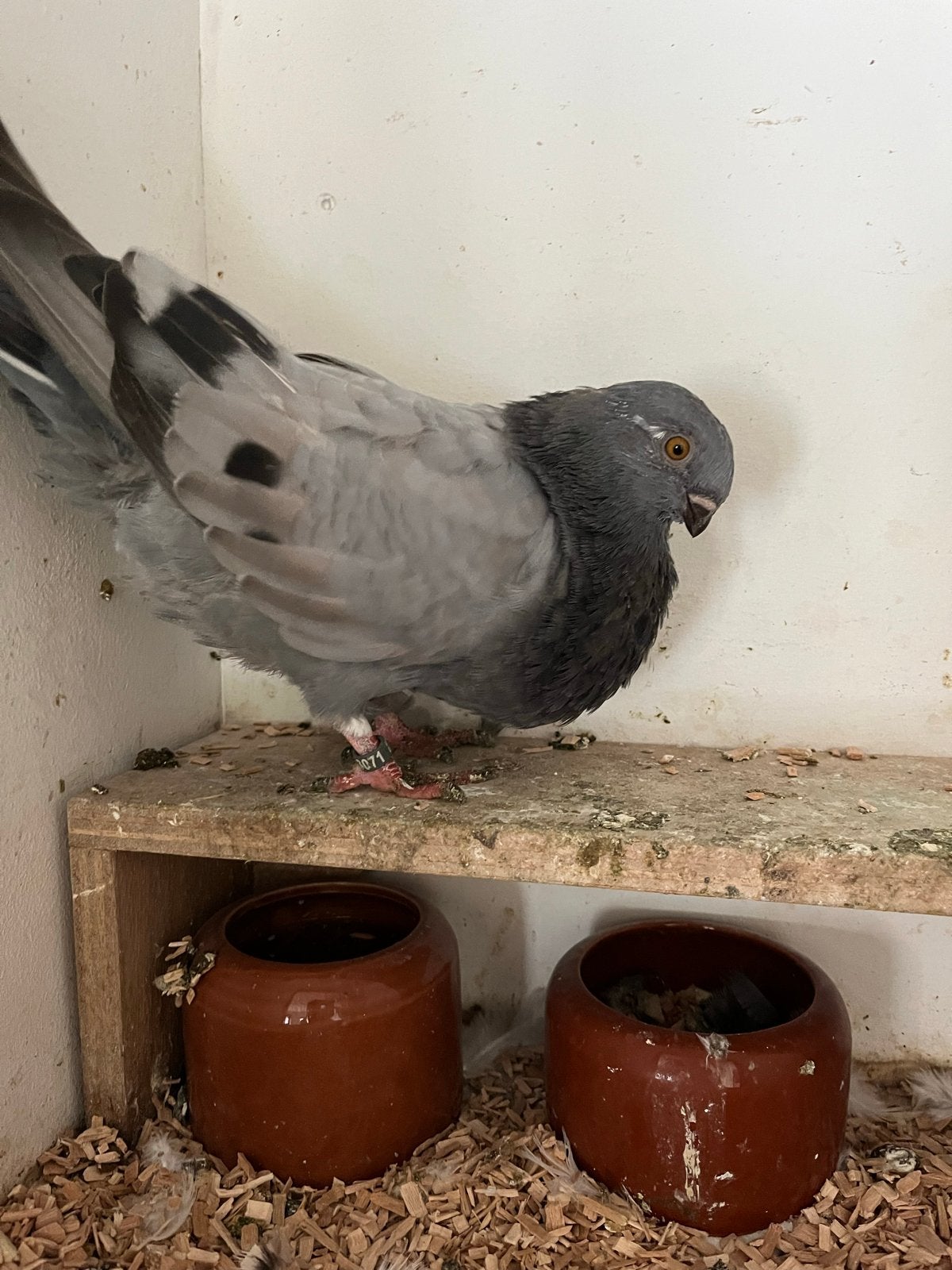 Canario kropper duivin, Dieren en Toebehoren, Vrouwelijk, Kropper