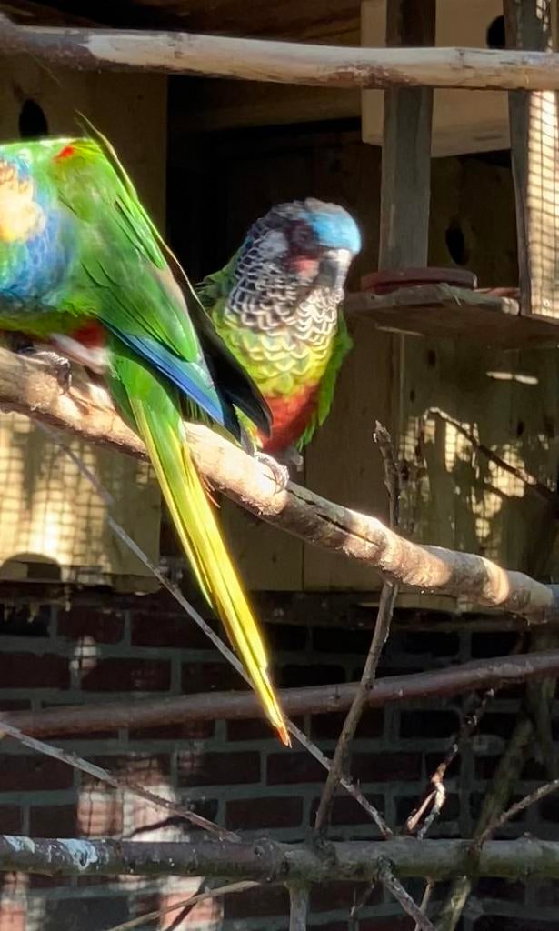 Pyrrhura picta, Dieren en Toebehoren, Vogels | Parkieten en Papegaaien, Meerdere dieren, Parkiet, Geringd