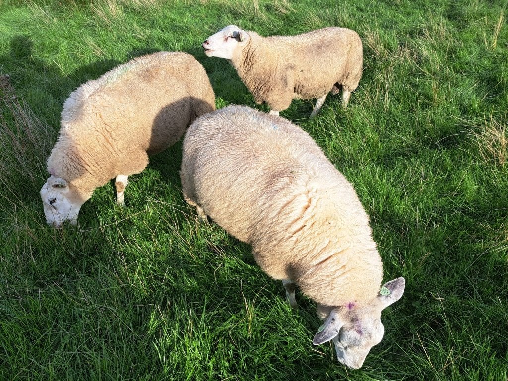 Swifter stamboek dekram zwoegervrije rammen, Dieren en Toebehoren, Mannelijk, Schaap, 0 tot 2 jaar