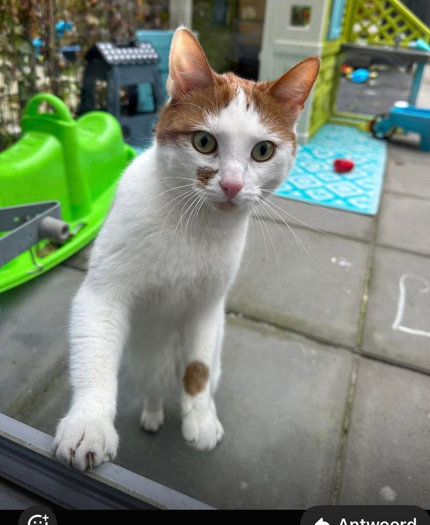 Lieve knuffelkat King (4-5 jaar) zoekt warm gezin, Dieren en Toebehoren, Katten en Kittens | Overige Katten, Kater, Kortharig