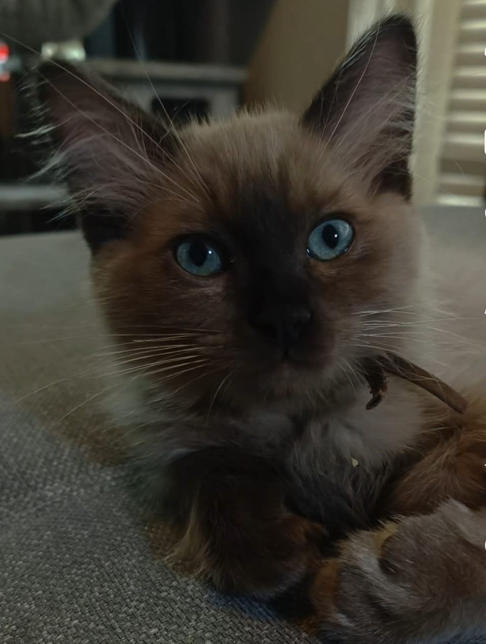 Ragdoll kitten, Meerdere dieren, Gechipt