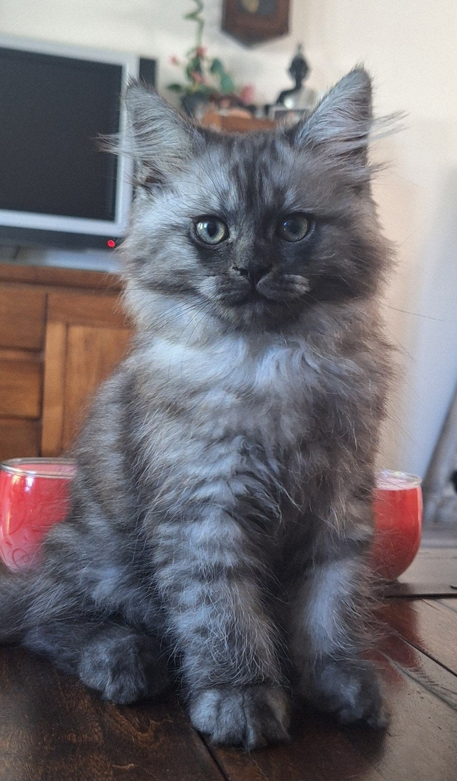 Deze 2 knappe kittens zoeken een goed en blijvend huis., Dieren en Toebehoren, Meerdere dieren, Gechipt, 0 tot 2 jaar