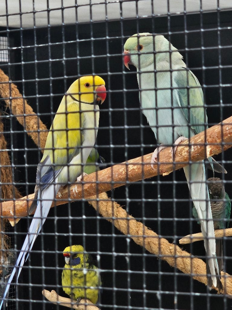 Halsband parkieten | Volwassen koppels | Passend advies, Dieren en Toebehoren, Vogels | Parkieten en Papegaaien, Meerdere dieren