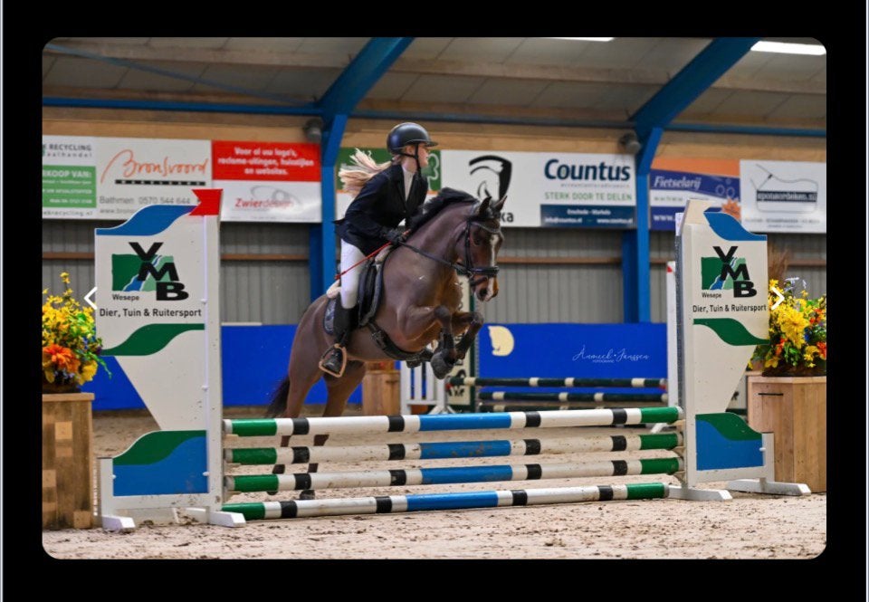 Allround New Forest C pony ,L dressuur, 70cm springen, Dieren en Toebehoren, Pony's, Met stamboom, Ruin, Dressuurpony, 7 tot 10 jaar