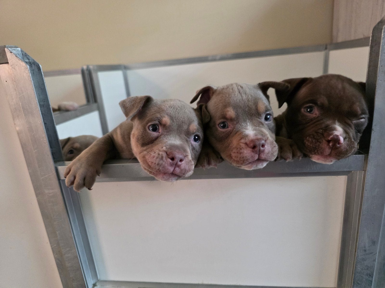08-07-2026 american pocket bully van Gr Ch Big Bounty, Overige rassen, 8 tot 15 weken, Meerdere, Meerdere dieren
