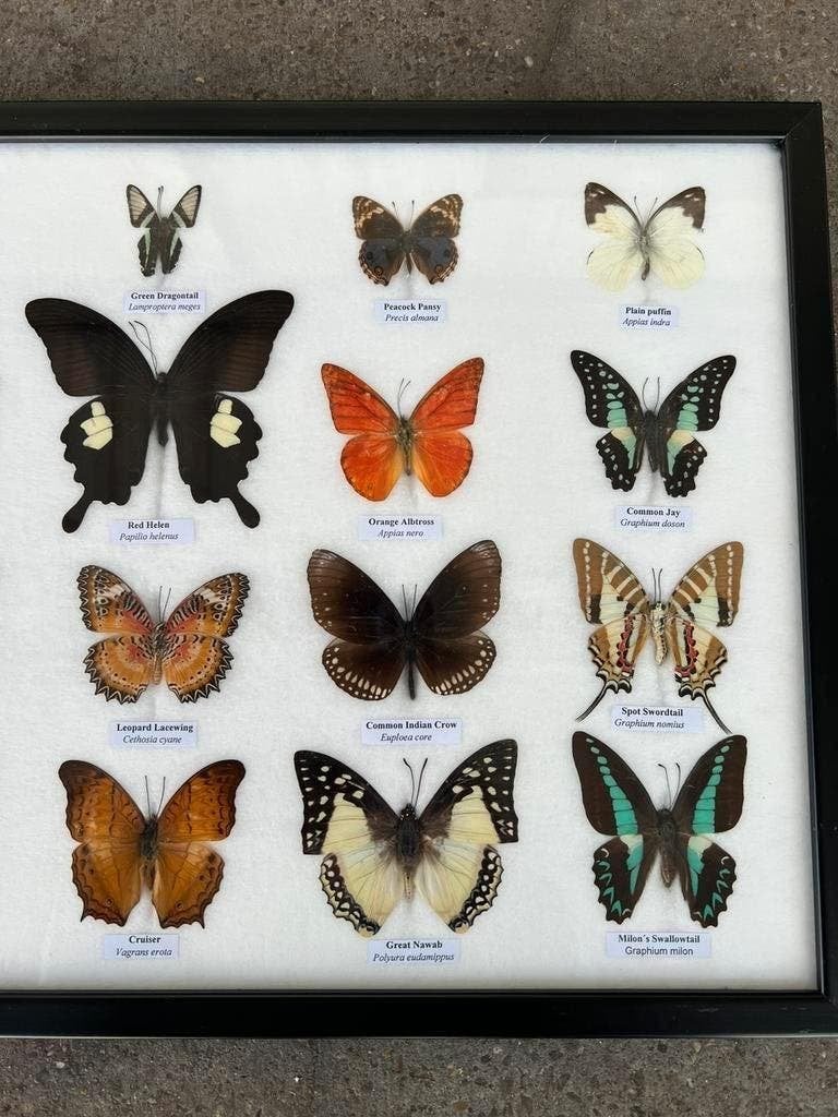 Opgezette vlinders in lijst, Verzamelen, Dierenverzamelingen, Ophalen of Verzenden, Nieuw, Insect, Opgezet dier