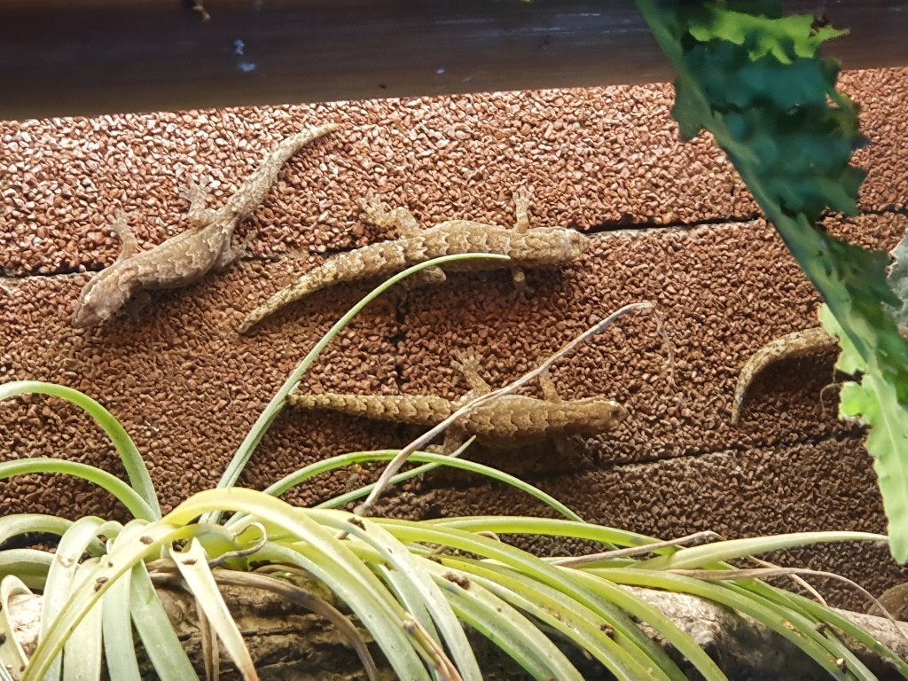 Lepidodacylus Lugubris (Rouwgekko), Dieren en Toebehoren, Hagedis, 0 tot 2 jaar