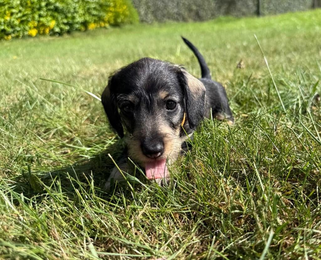 Teckel ruwhaar Kaninchen pups, Kaninchen, Parvo, 8 tot 15 weken, Meerdere