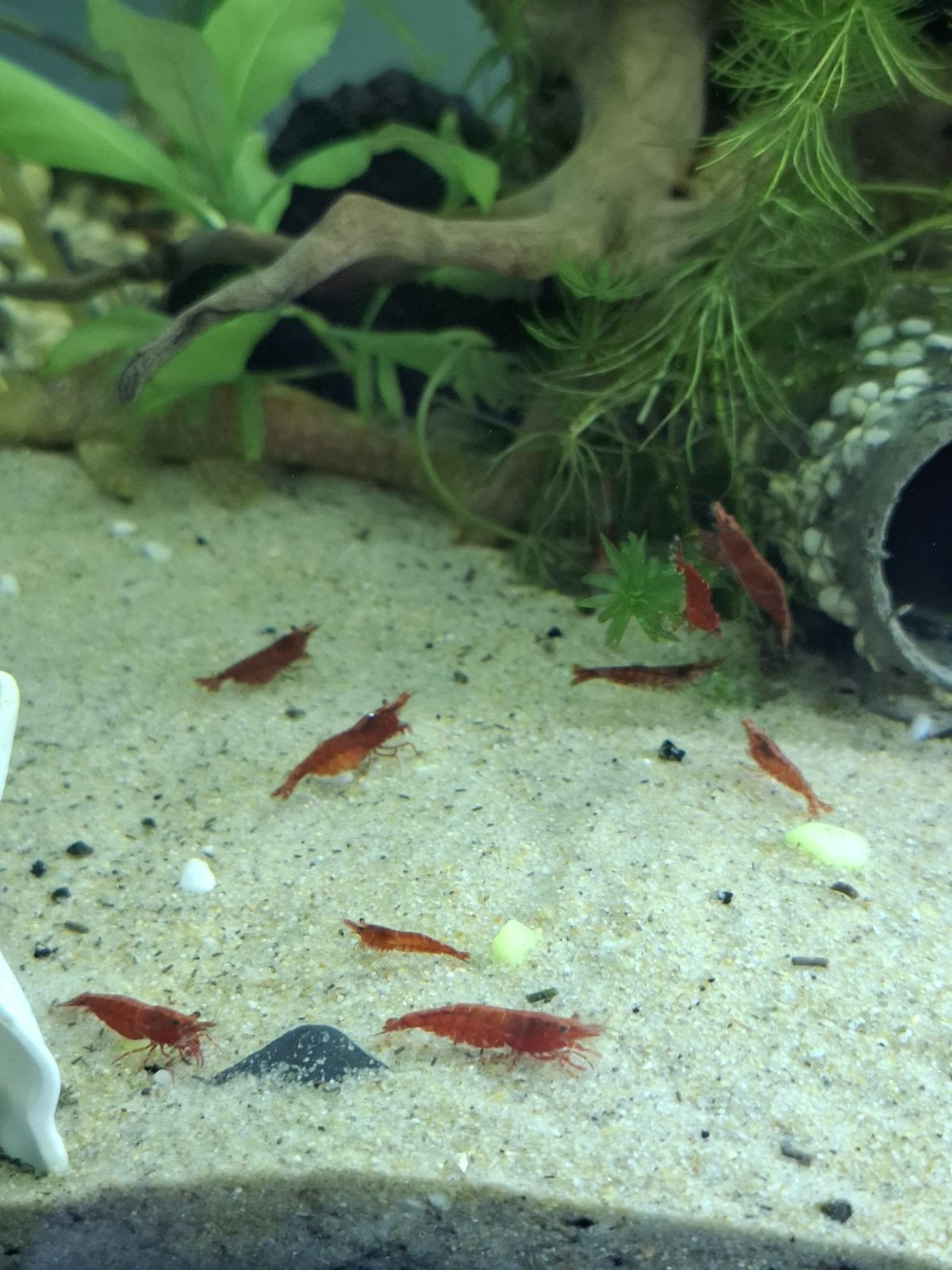 Neocaridina Davidi Red Cherry, Dieren en Toebehoren, Vissen | Aquariumvissen, Kreeft, Krab of Garnaal