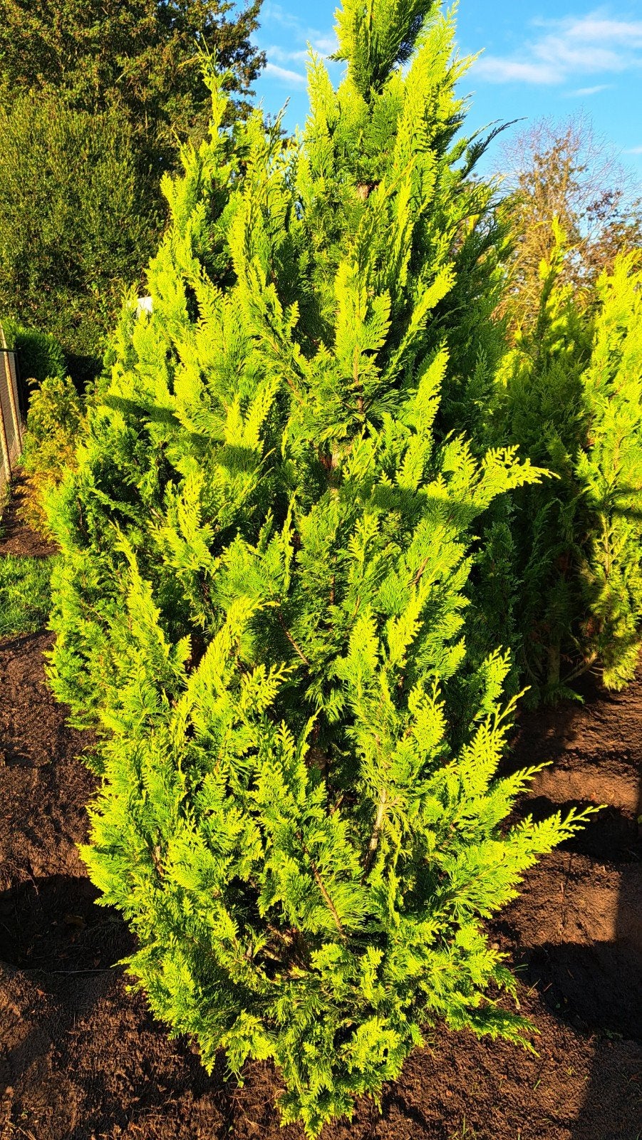 Gele californische cipres €12,50 SUPERAANBIEDING, Tuin en Terras, Volle zon, Bloeit niet, 100 tot 250 cm, Overige soorten