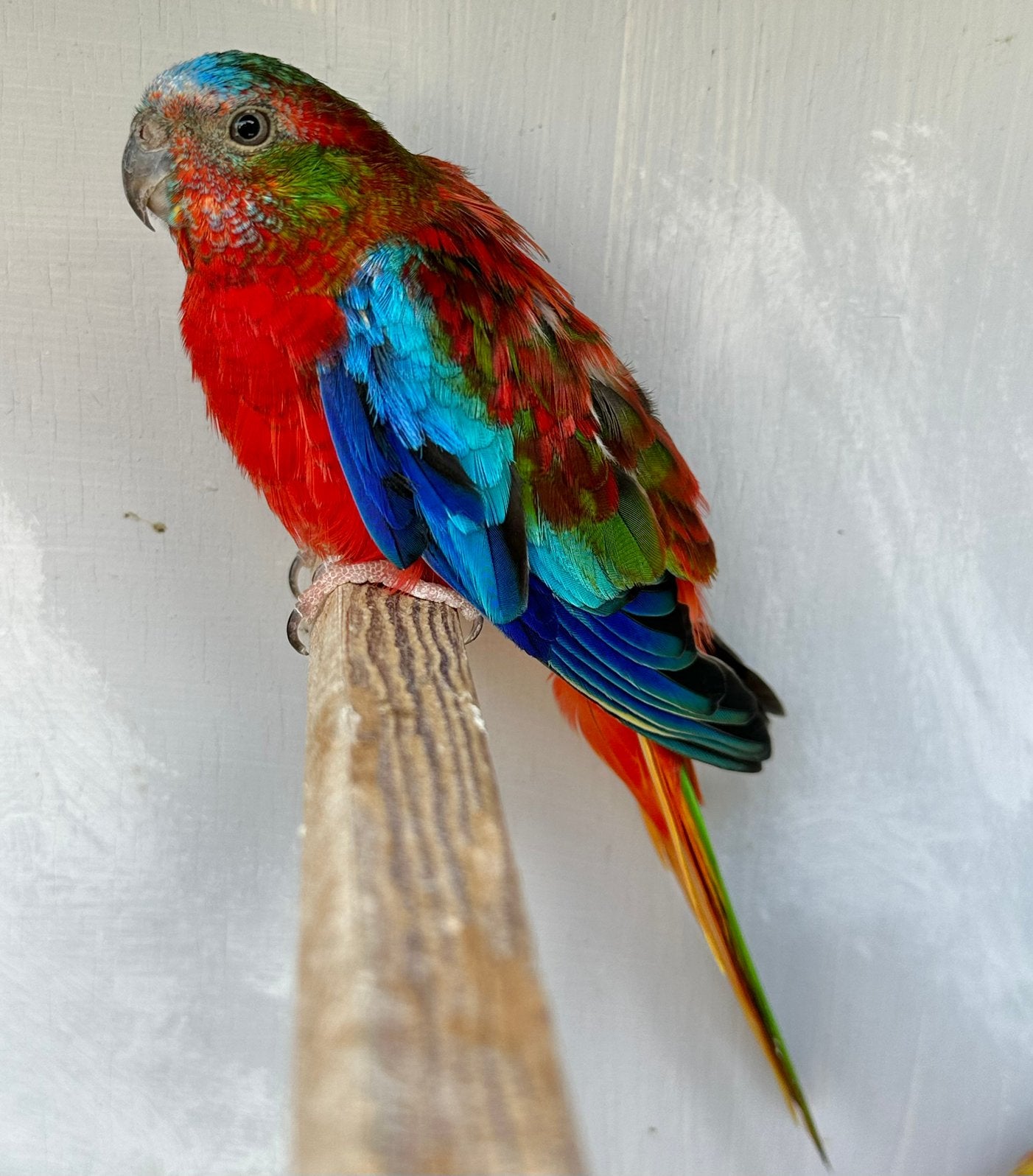Turquoisine parkieten, Dieren en Toebehoren