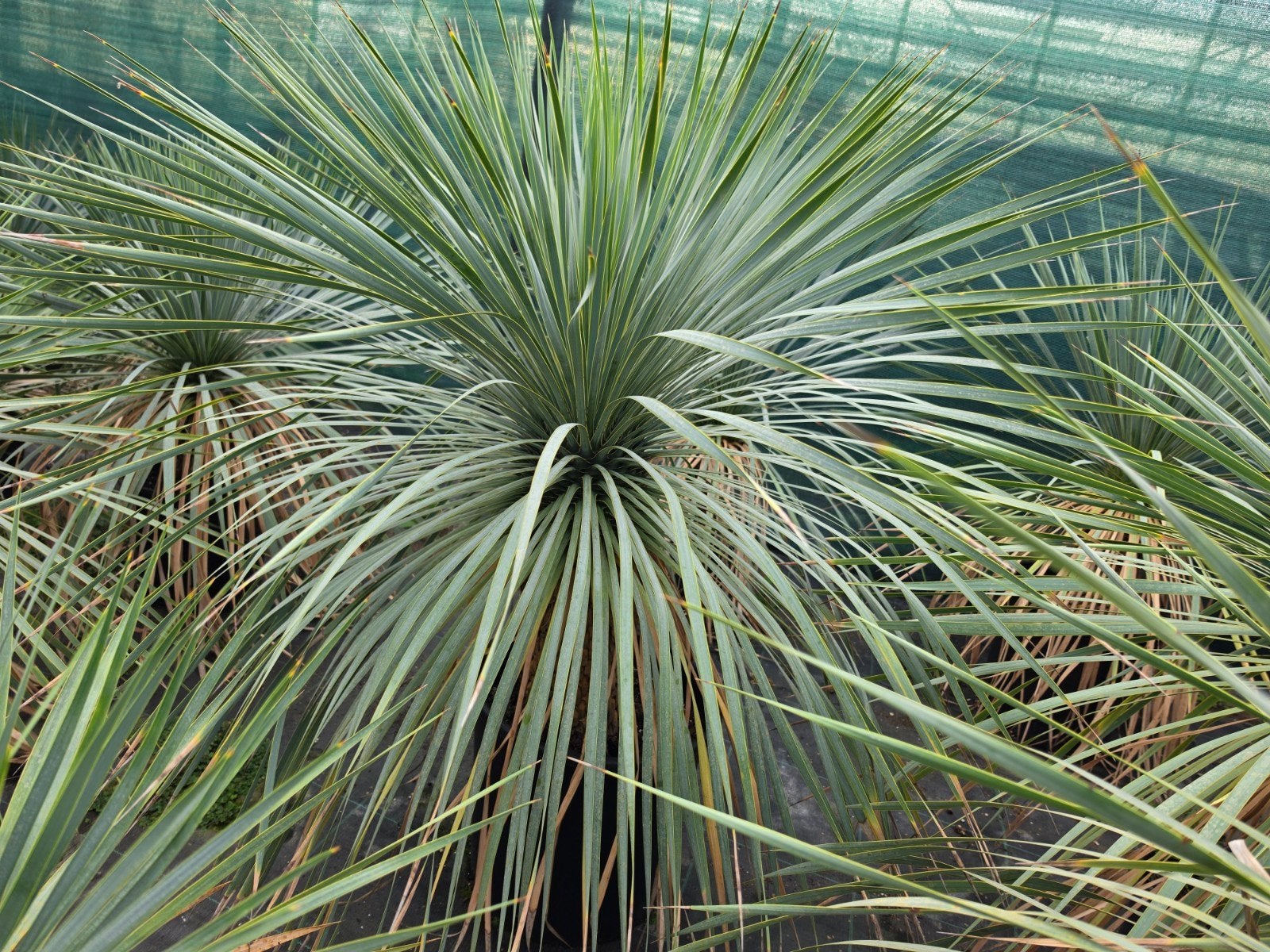 Partij Yucca rostrata 28 stuks, Volle zon, Vaste plant, Zomer, Ophalen