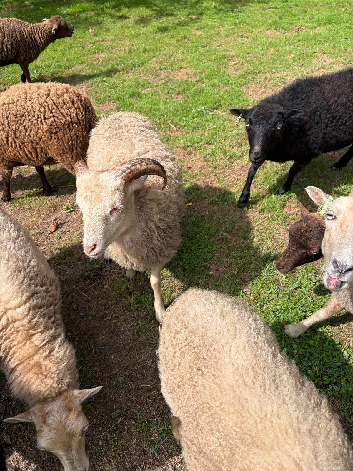 Ouessant stamboek ram, Dieren en Toebehoren, Schapen, Geiten en Varkens, Mannelijk, Schaap, 0 tot 2 jaar