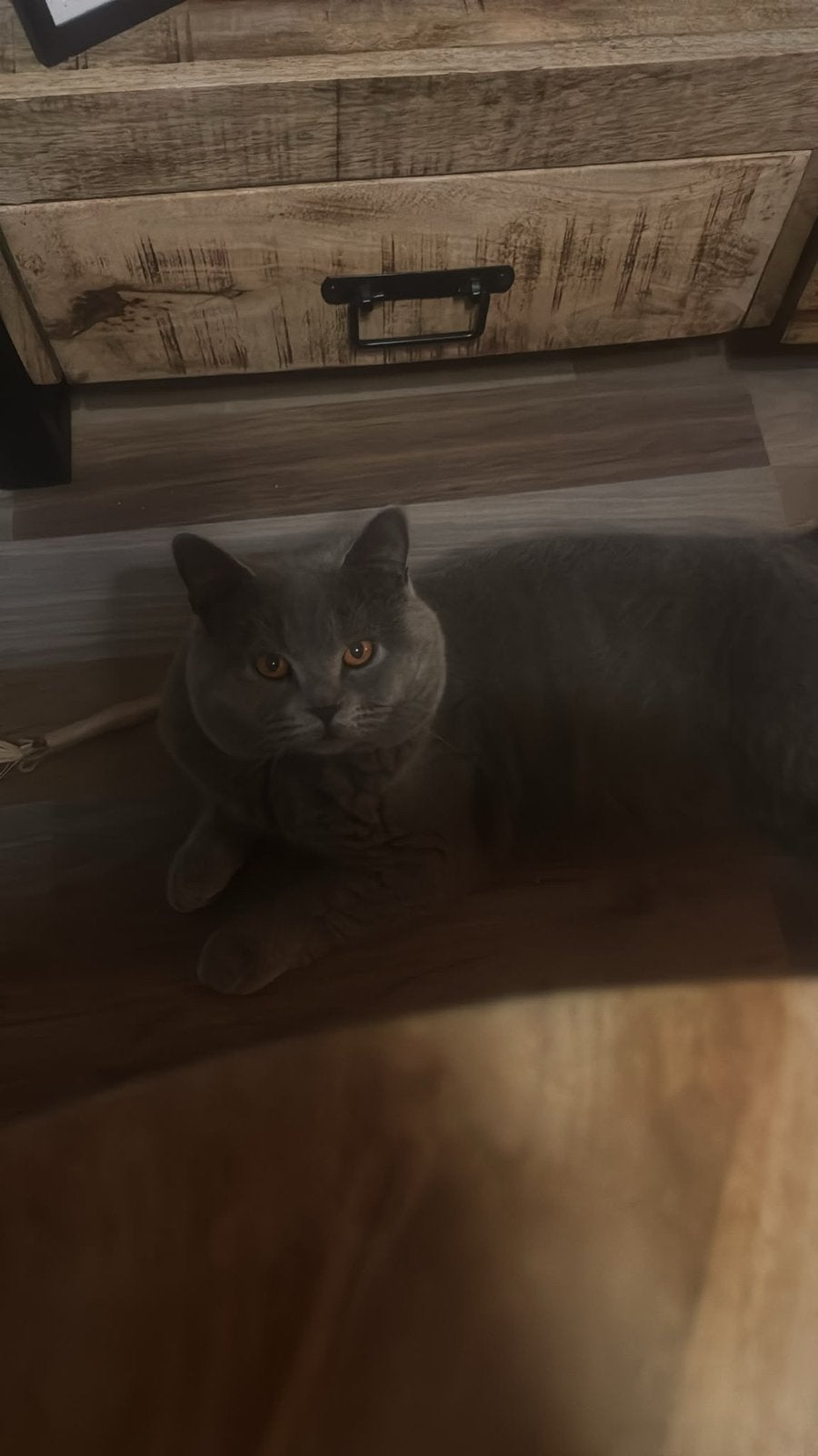 DEKKATER !! Ervaren blauwe britse korthaar beschikbaar, Dieren en Toebehoren, Kater