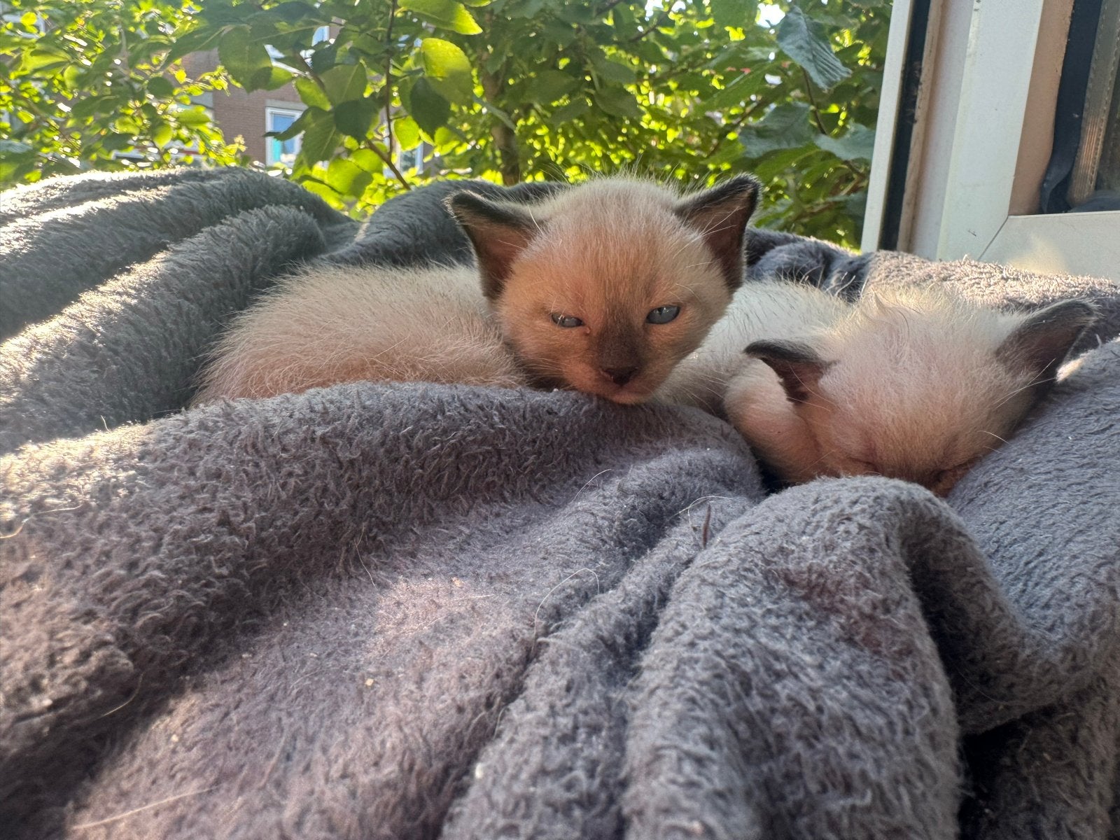 Siamese kittens.. nog 1 katertje, Meerdere dieren