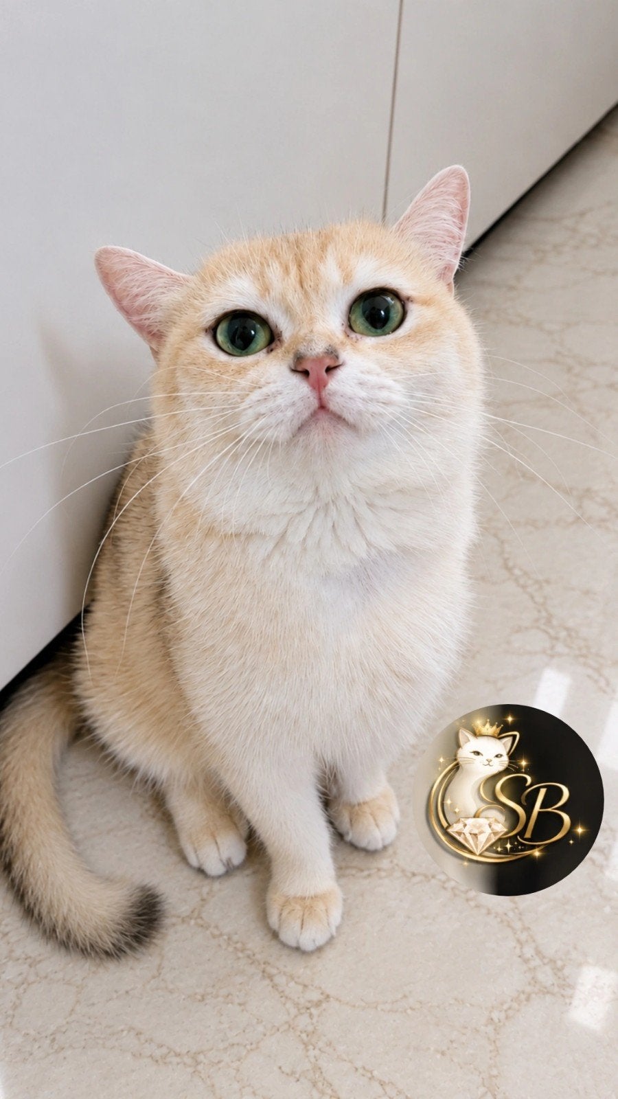 **Opnieuw aangeboden** Britse korthaar Poes, Poes, Met stamboom, 0 tot 2 jaar