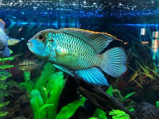 Elecktrick Blue Acara Cichliden!!!
