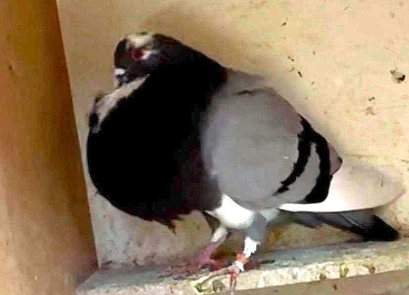 Blauwe verbasterde gaditano doffer, Dieren en Toebehoren, Vogels | Duiven, Mannelijk, Kropper