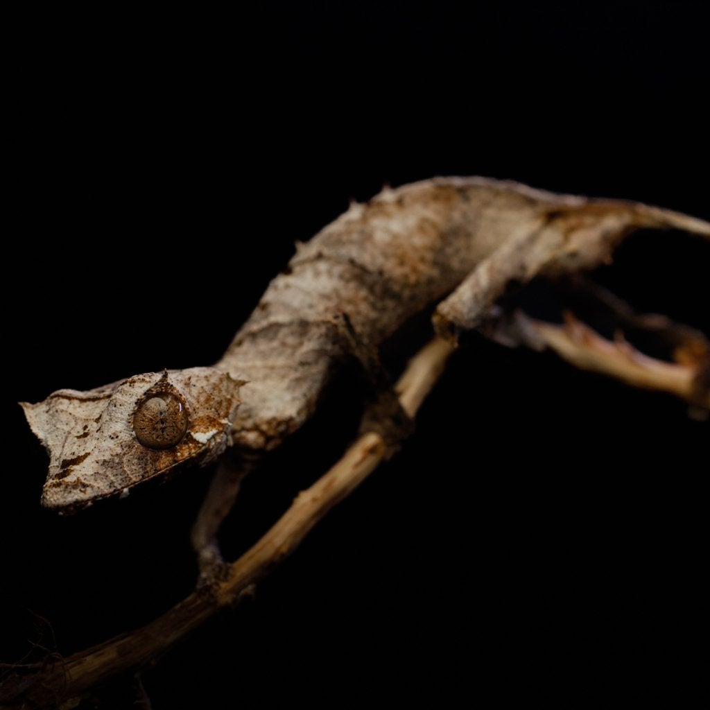 Uroplatus ebenaui - Bladstaartgekko, Hagedis, 0 tot 2 jaar