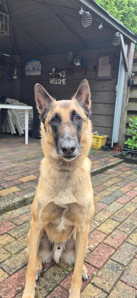 Harley 4 jaar oude Mechelse Herder., Dieren en Toebehoren, Honden | Herdershonden en Veedrijvers, Reu, Eén hond, 3 tot 5 jaar