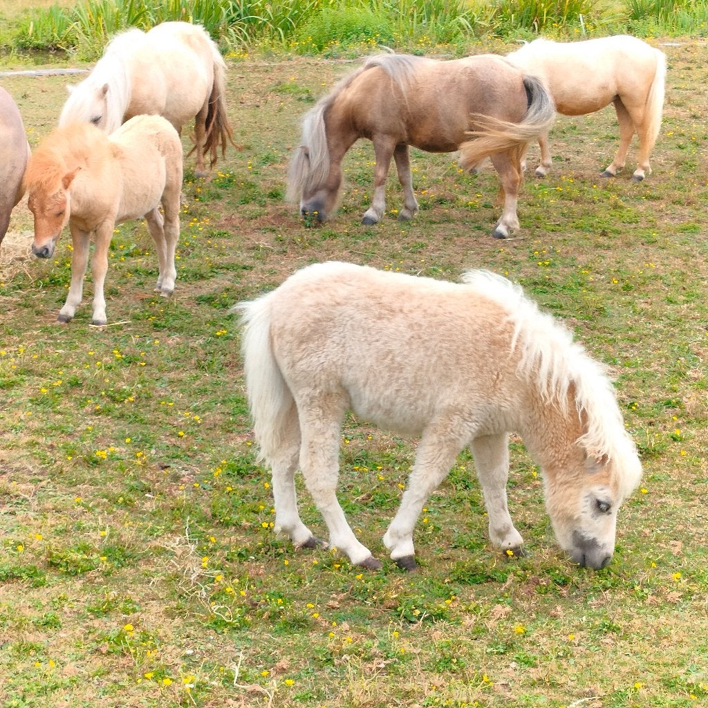 Shetland palomino hengstveulen, Dieren en Toebehoren, Pony's, Met stamboom, 0 tot 2 jaar, Hengst, A pony (tot 1.17m)