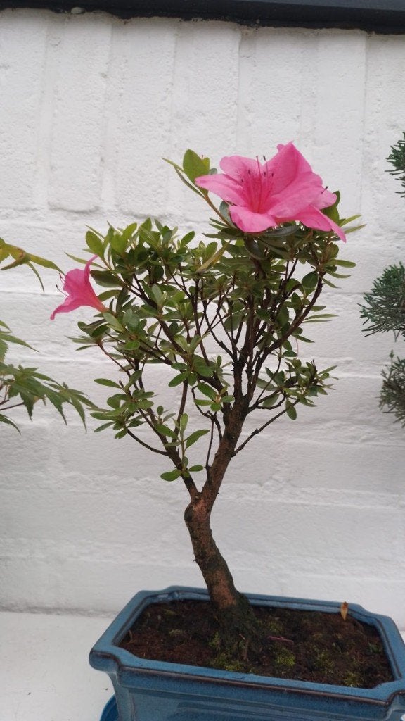 Satsuki Azalea Indicum, Halfschaduw, Overige soorten, Lente, Minder dan 100 cm