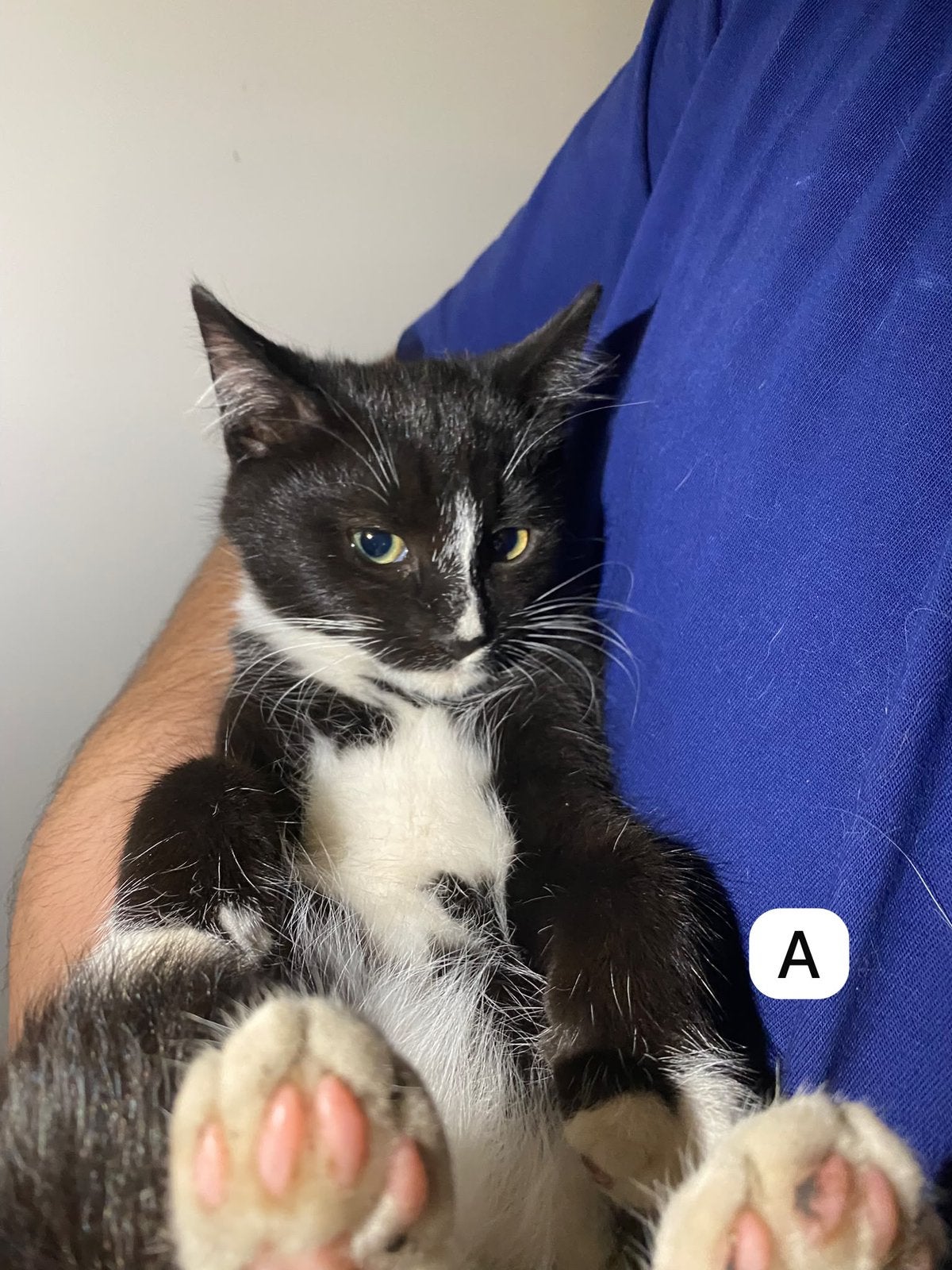 Kittens te koop!, Poes, Ontwormd, 0 tot 2 jaar