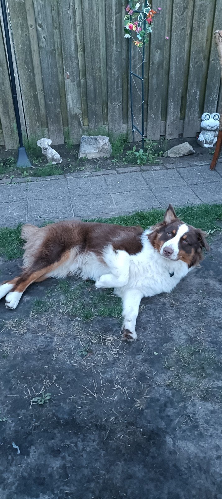 Australian Shepherd zoekt goude mandje, Dieren en Toebehoren, Honden | Herdershonden en Veedrijvers, 15 weken tot 1 jaar, Reu