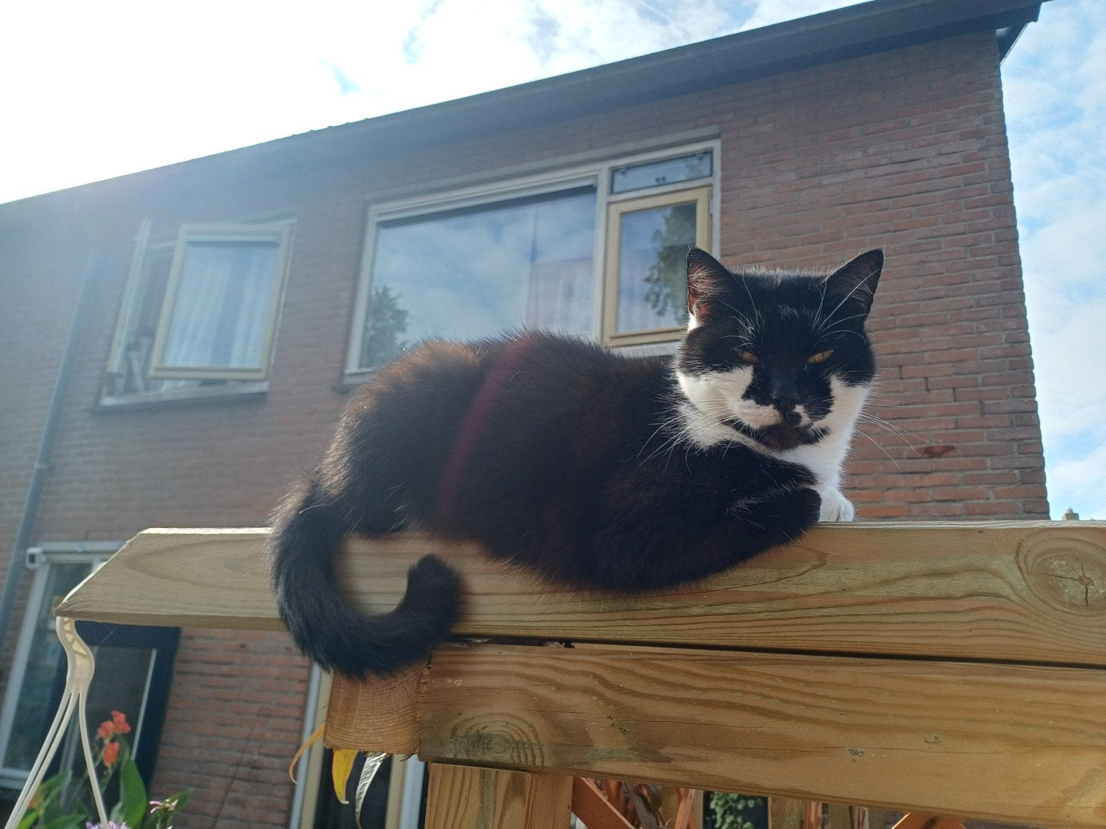 lieve gesteriliseerde poes, Poes, Kortharig, 6 jaar of ouder