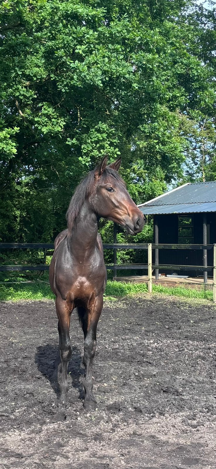** Zeer mooie, bruine, grote PRE jaarling. (Andalusiër) **, Dieren en Toebehoren, Hengst, Minder dan 160 cm, Dressuurpaard, 0 tot 2 jaar