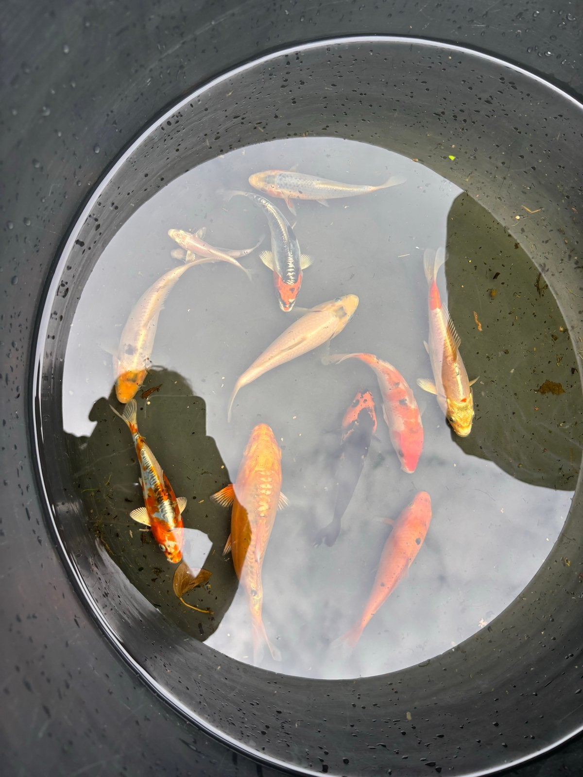 Koi mix 10-15 cm, Dieren en Toebehoren, Vissen | Vijvervissen, Karper of Koi