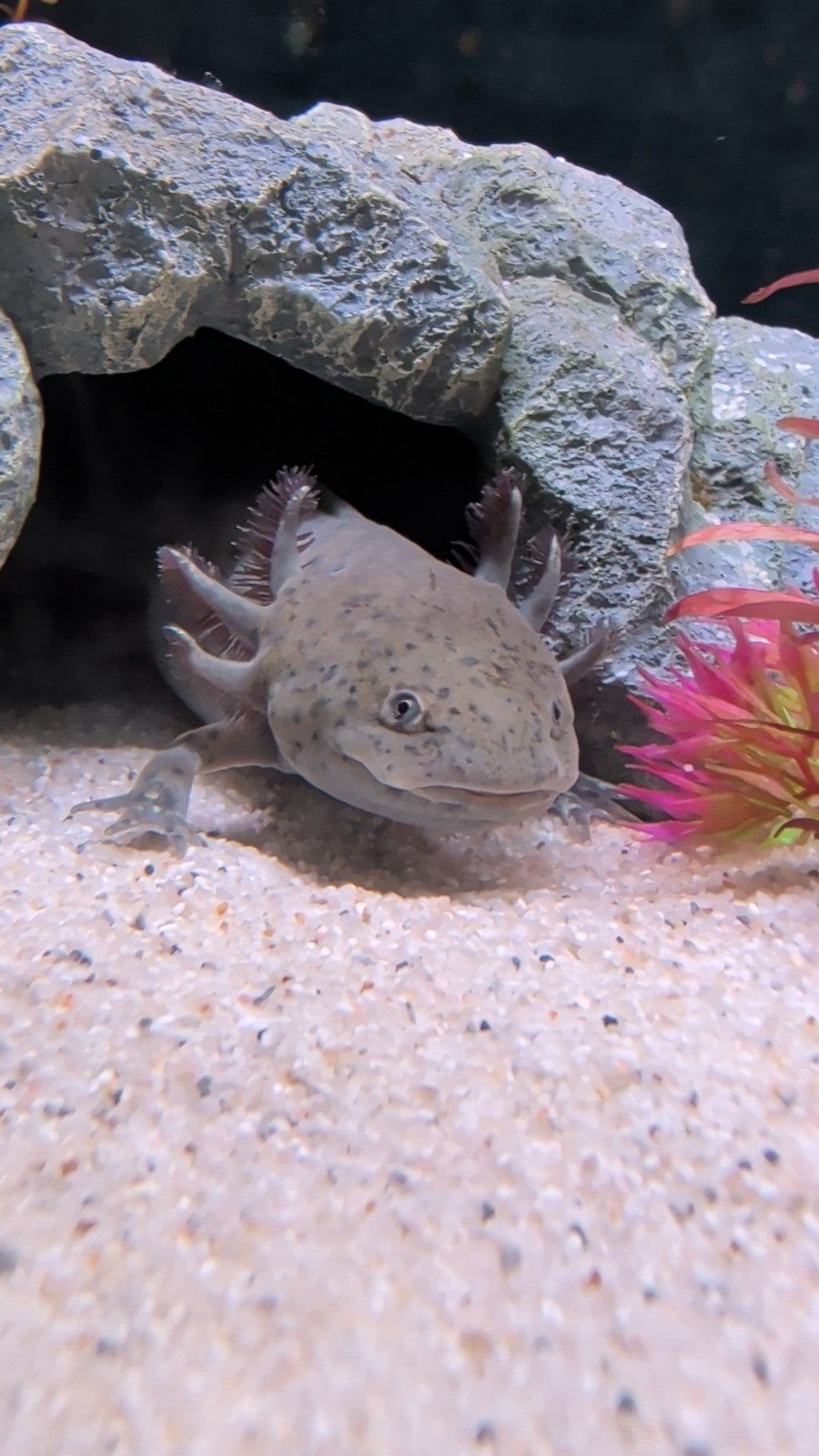 lief nieuwschierige axolotl zoekt een nieuw huisje, Dieren en Toebehoren
