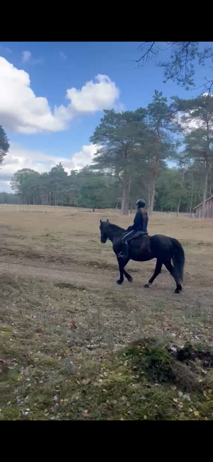 Bijrijder/verzorger aangeboden omgeving Maartensdijk, Dieren en Toebehoren, Ophalen of Verzenden