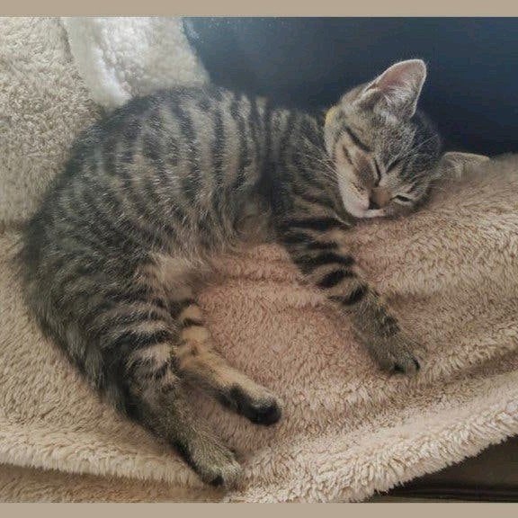 Britse korthaar kitten katertje 🩵, Kater, Gechipt, 0 tot 2 jaar