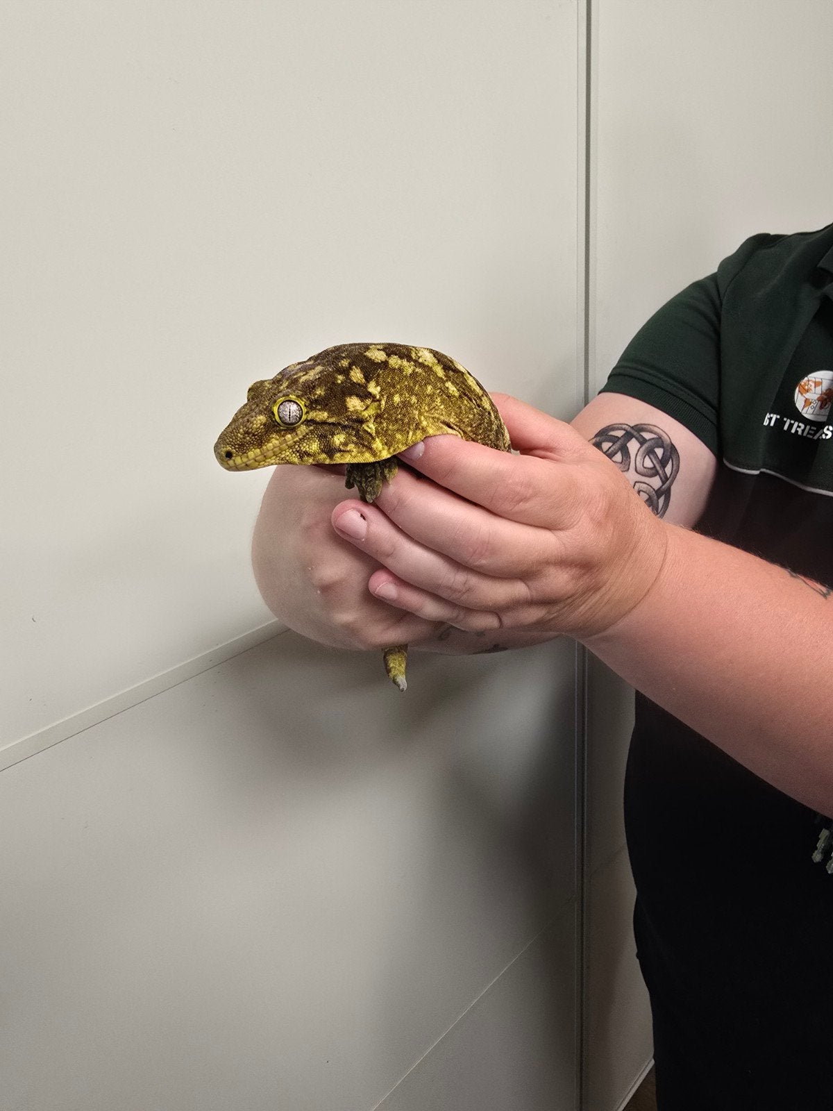 Prachtige Leachianus gekko bewezen kweekvrouw, Dieren en Toebehoren, Vrouwelijk, Papegaai