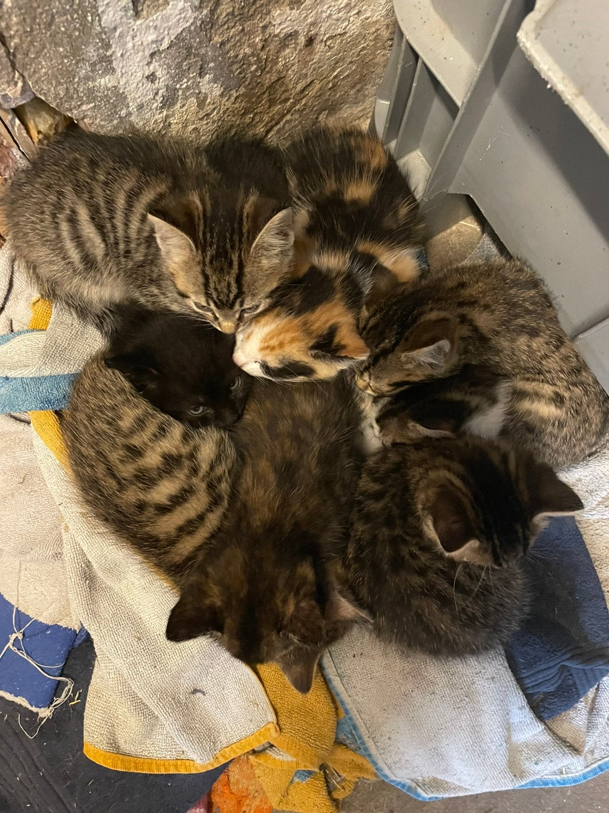 Boerderij kittens te koop, Meerdere dieren