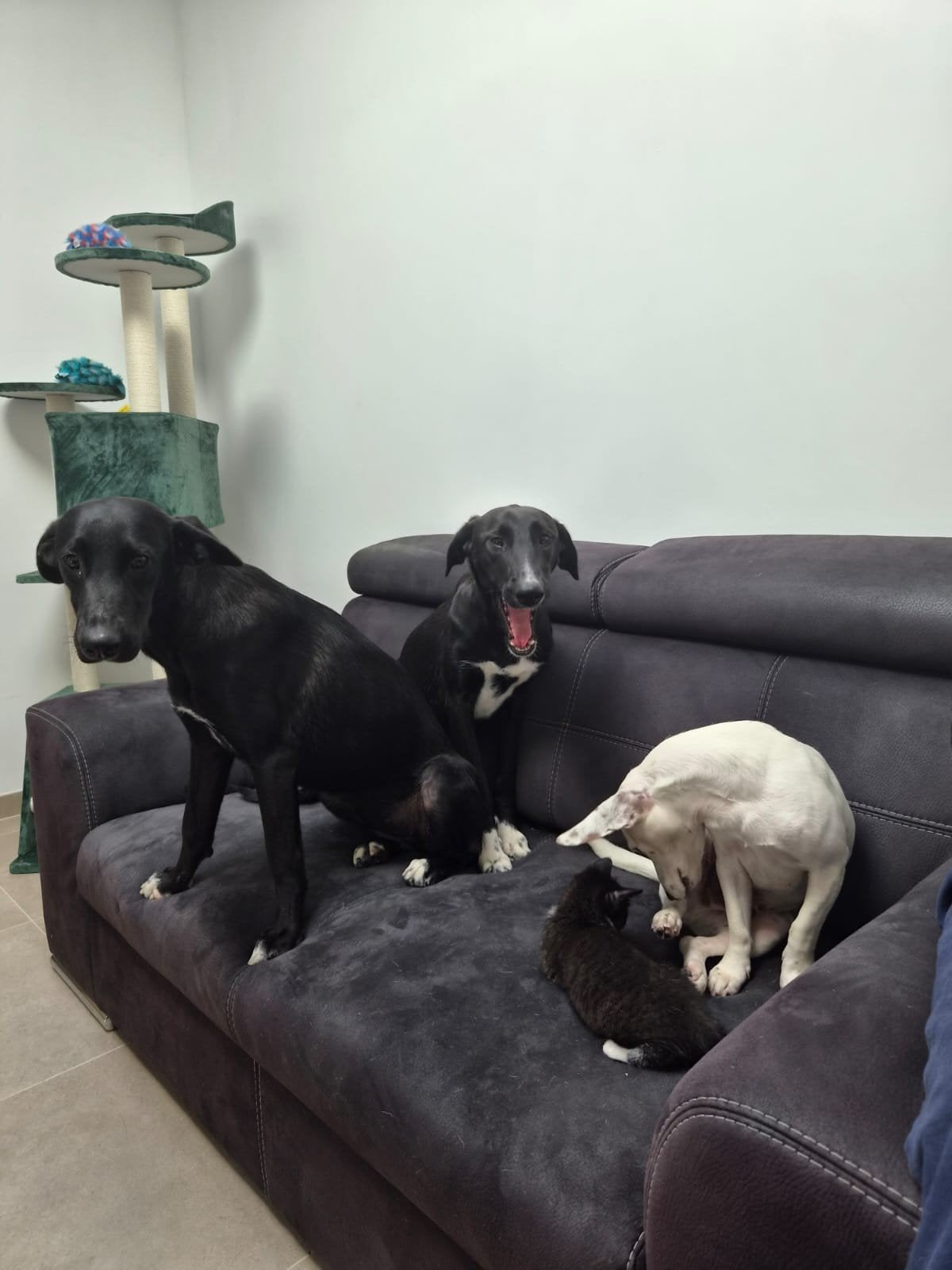 spoed opvang gezocht voor Wispa of Bounty of beide, 1 tot 2 jaar, Buitenland, Eén hond, CDV (hondenziekte)