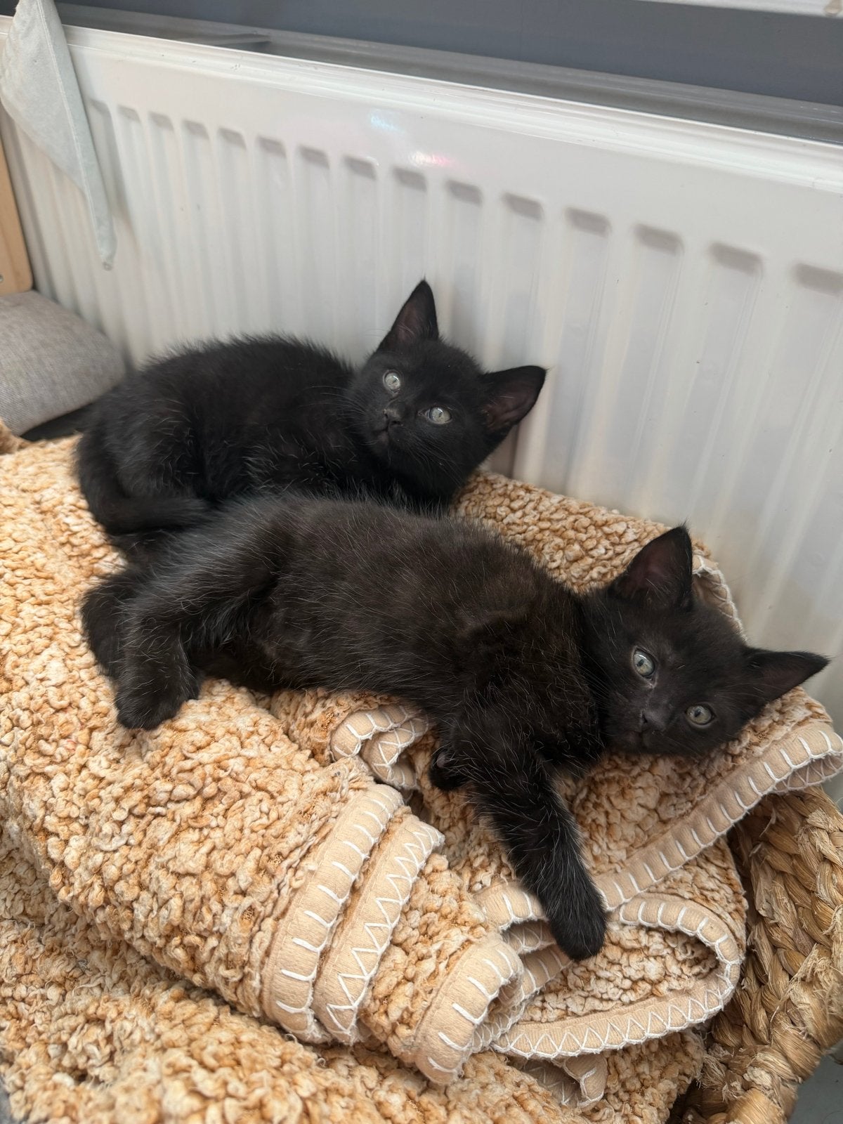 2 lieve kittens te koop (vrouwtjes), Dieren en Toebehoren, Poes, Kortharig, 0 tot 2 jaar