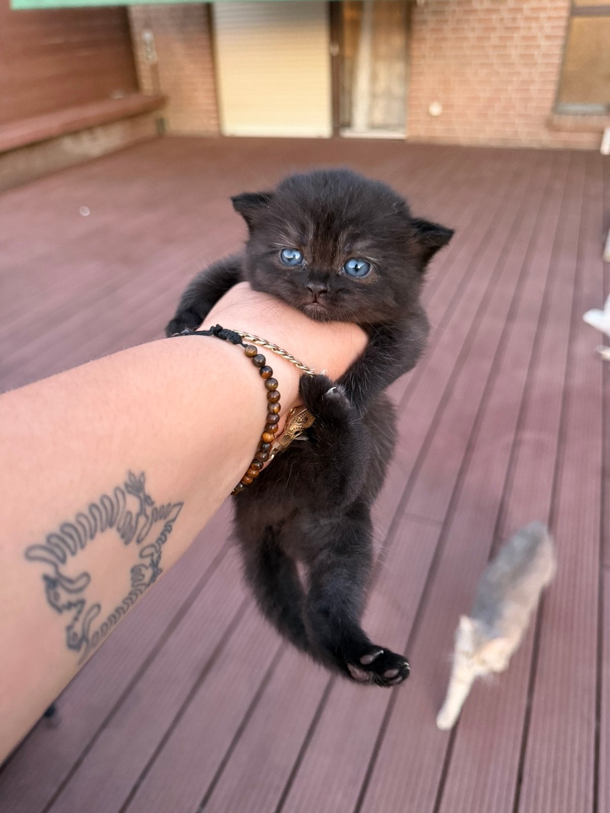 Britse korthaar kittens, Dieren en Toebehoren, Poes, Ontwormd