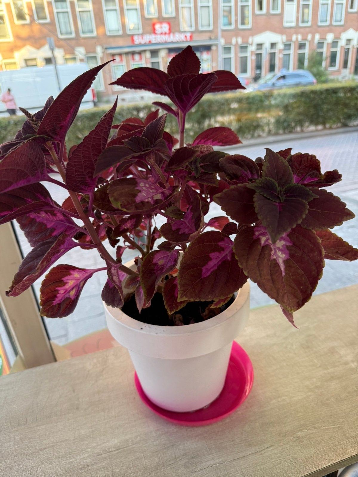 Mooie siernetel plant, Ophalen, Halfschaduw, Minder dan 100 cm