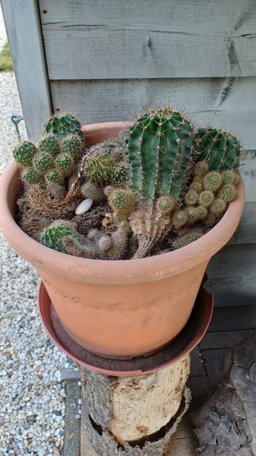 Pot met cactussen, Tuin en Terras, Planten | Tuinplanten, Ophalen