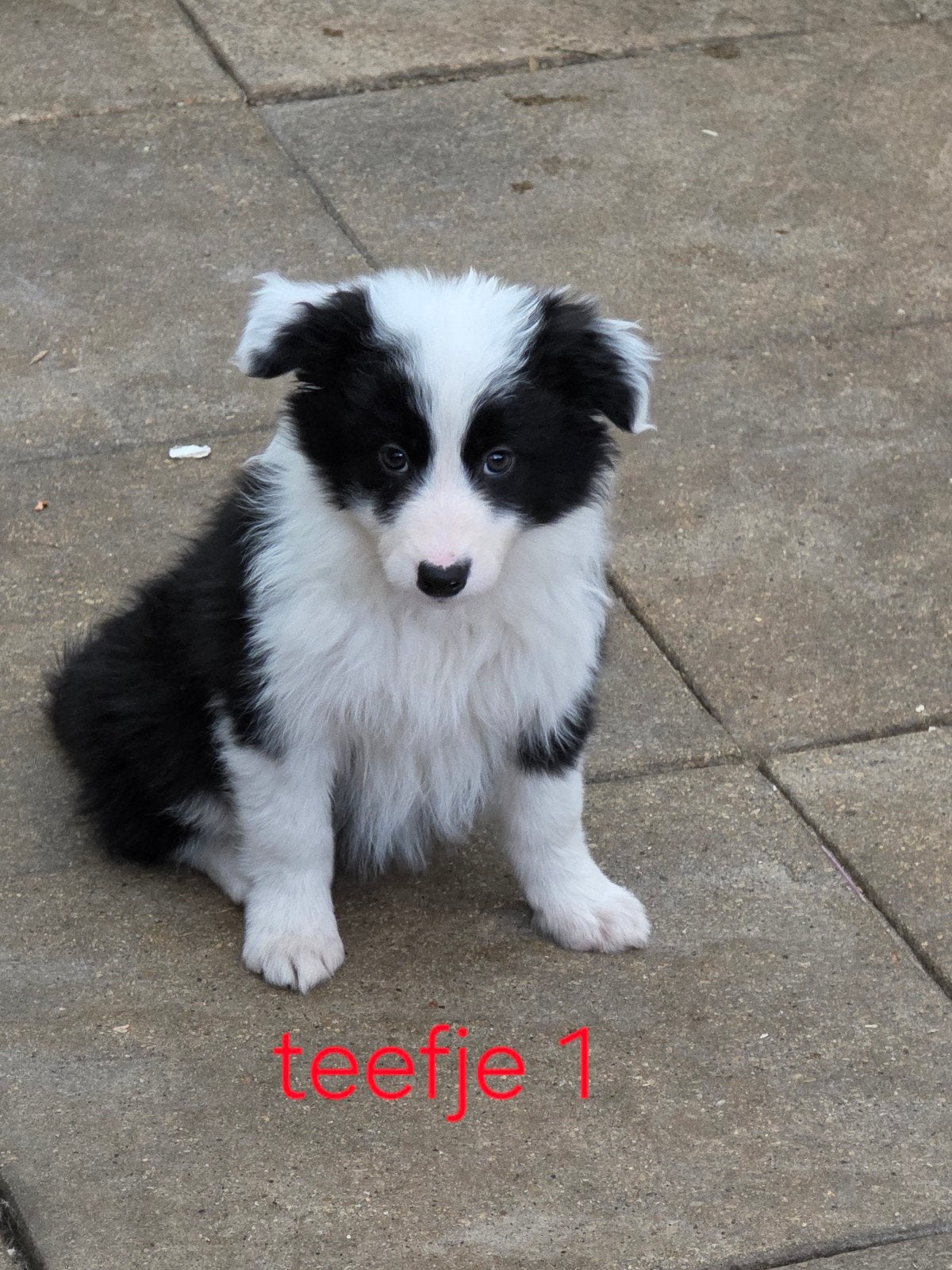 Australian shepherd  kruising pups, HCC (leverziekte), Overige rassen, 8 tot 15 weken, Meerdere