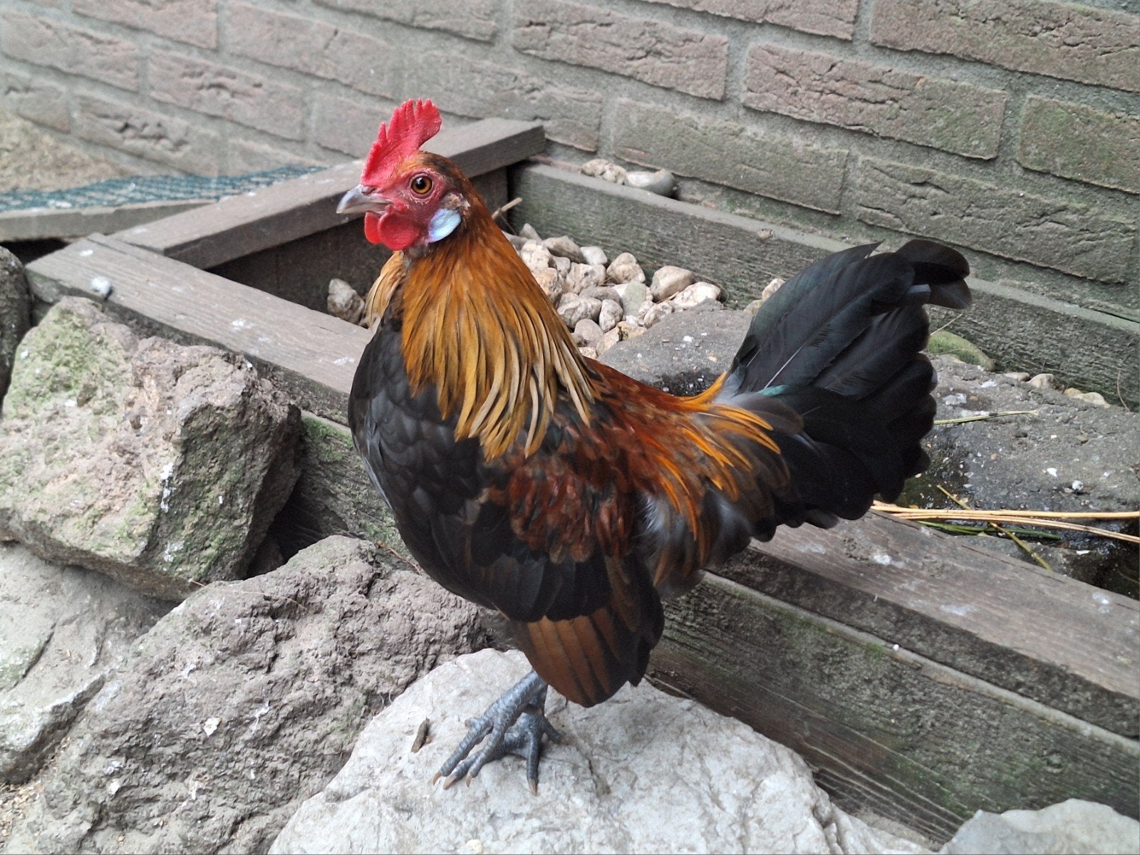 Hollandse kriel mooie handtamme haantjes, leuk klein ras, Dieren en Toebehoren, Pluimvee, Mannelijk, Kip