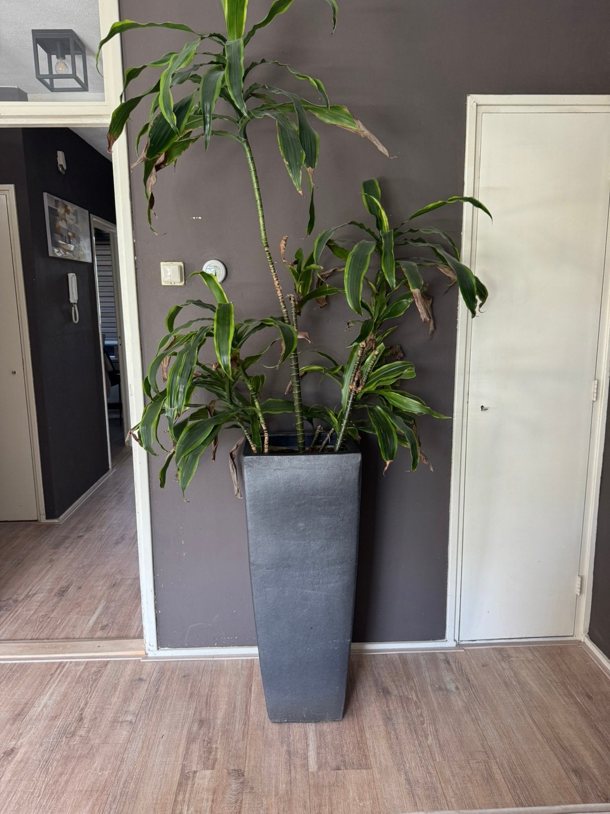 Grote plant, Huis en Inrichting, Kamerplanten, Ophalen, In pot, Halfschaduw, 200 cm of meer