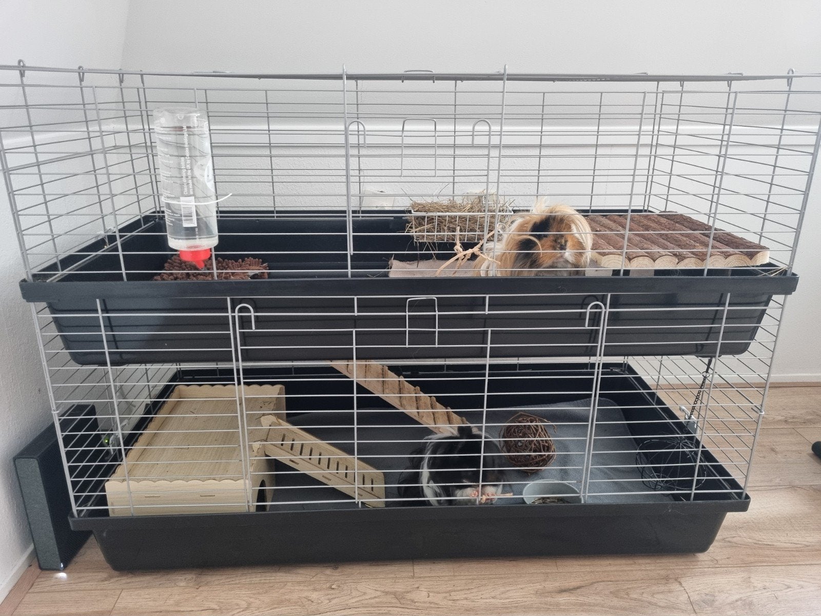 2 Lunkarya beertjes incl. Hok, Dieren en Toebehoren, Knaagdieren, Mannelijk, Cavia, Juni, Tam